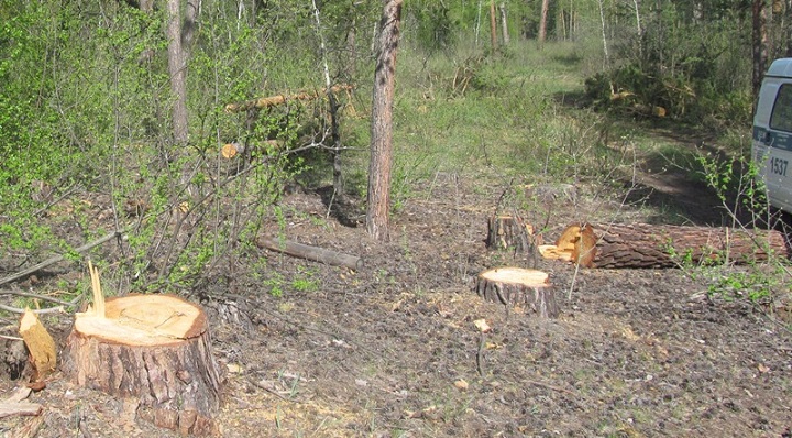Жители алтайского села осуждены за незаконную рубку сосен